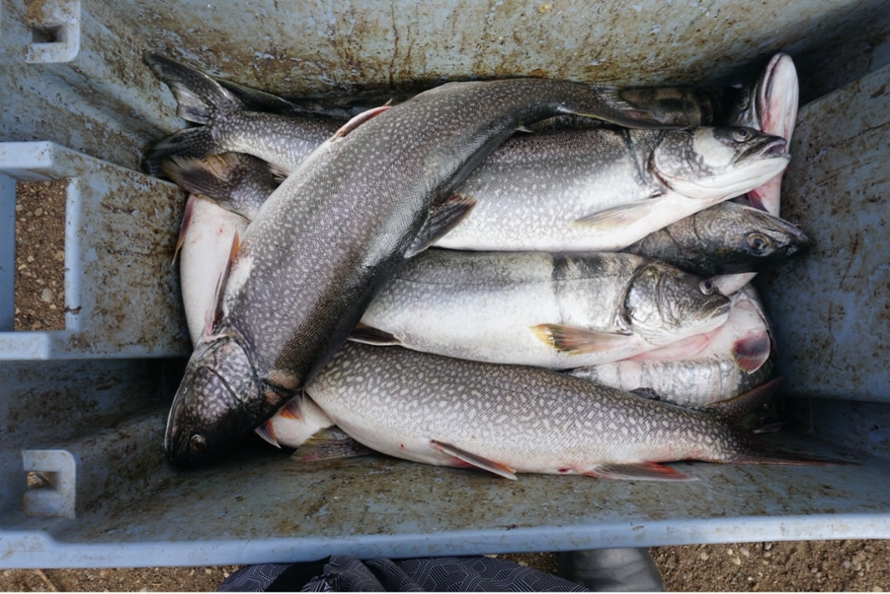 Fish to be processed in the food preparation workshops