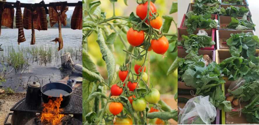 fish, tomatoes, vegetable boxes