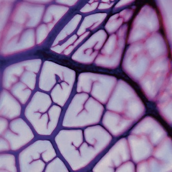 close up of purple leaf