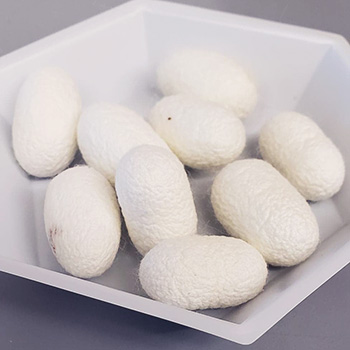Bowl of silk cocoons
