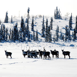 Image - Laurier Cold Regions Research Centre to host lecture on caribou decline in Northwest Territories