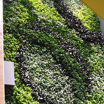 Living plant wall at evolv1 building