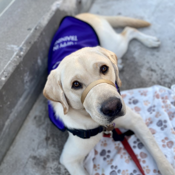 Service dog in training among new students at Laurier’s Waterloo campus.